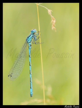 Agrion de mercure - Coenagrion mercuriale